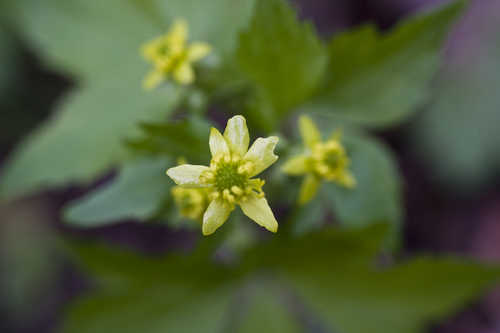 Ranunculus recurvatus #5